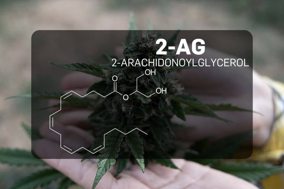 Kemisk struktur af 2‑arachidonoylglycerol (2‑AG)