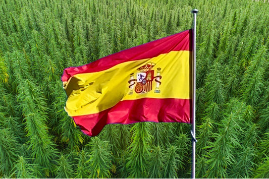 Spaniens flag foran en hampemark