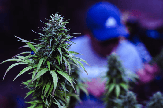 Dyrkning af cannabis i Tyskland