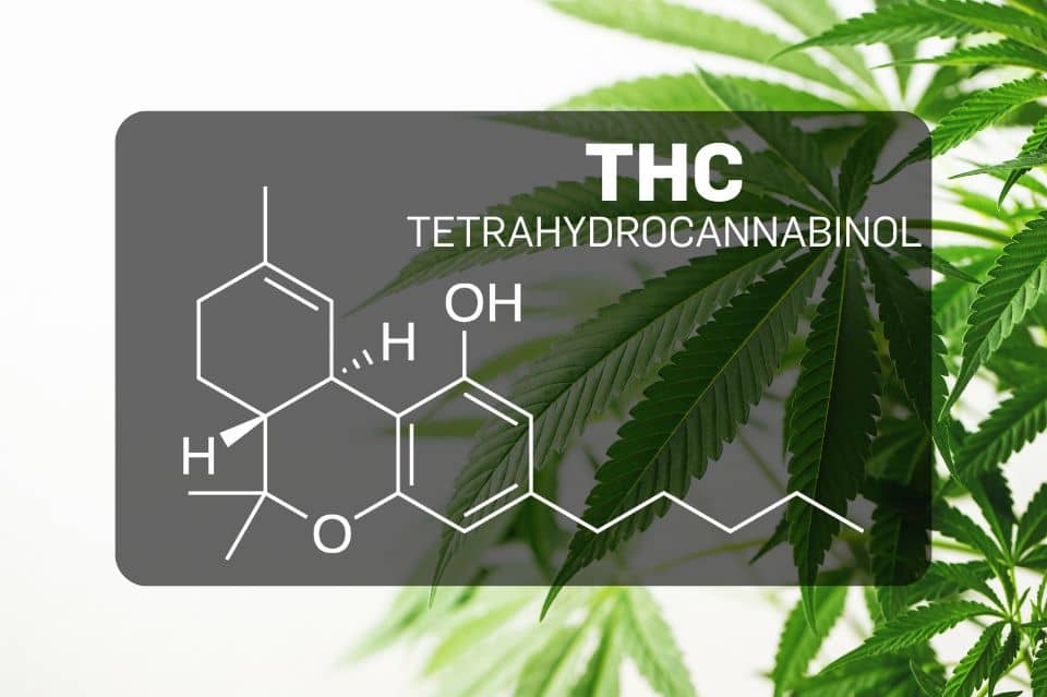 THC - Tetrahydrocannabinol