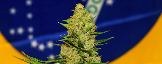 Medicinsk cannabis godkendt under ANVISA i Brasilien