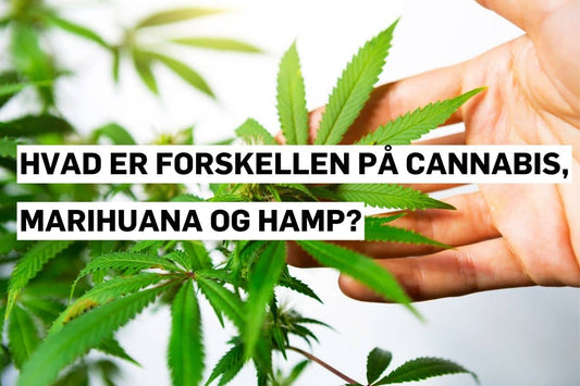 cannabis, marihuana og hamp