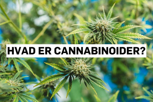 Hvad er cannabinoider?