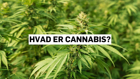 Hvad er cannabis?