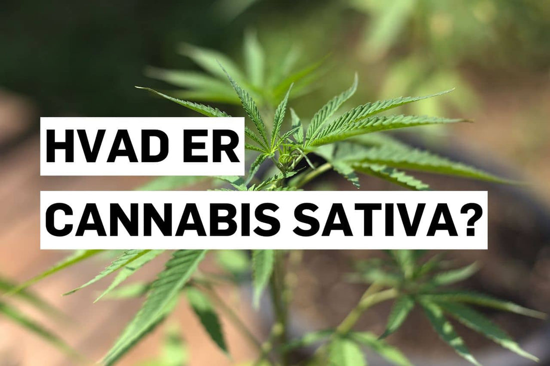 Hvad er Cannabis sativa?