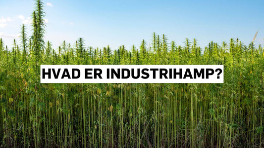 Hvad er industrihamp?