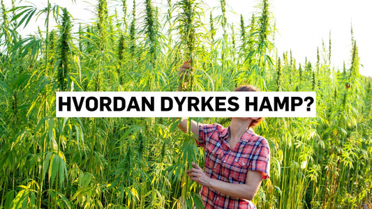 Hvordan dyrkes hamp?