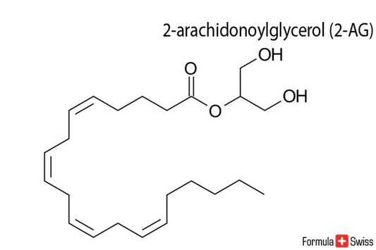 2-AG og anandamid - to vigtige endocannabinoider