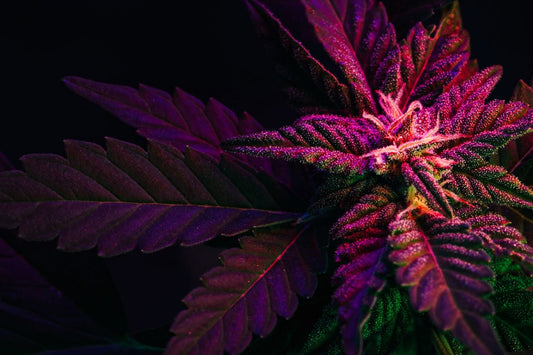 Purpurfarvet cannabisblad