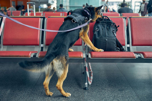 Politihund snuser sig frem til en rygsæk