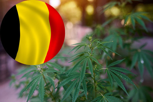 Belgiens vej til legalisering af cannabis