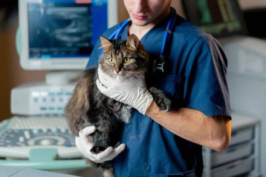 Dyrlæge, der holder en kat