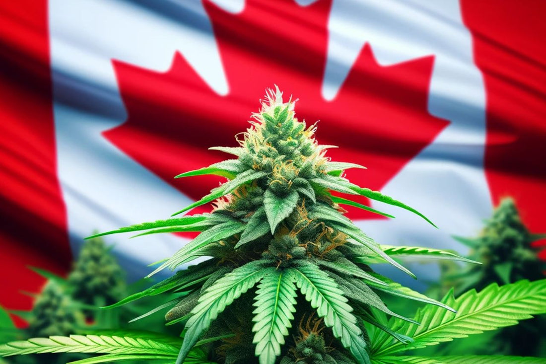 Cannabisplante foran det canadiske flag