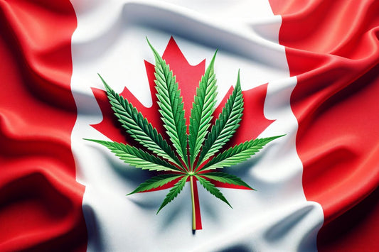 Cannabisblad foran det canadiske flag