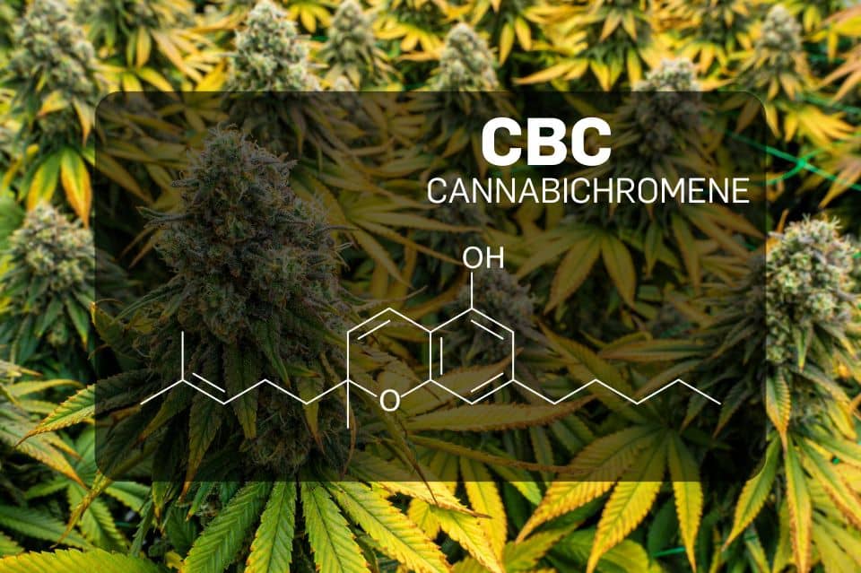 Cannabichromen (CBC)