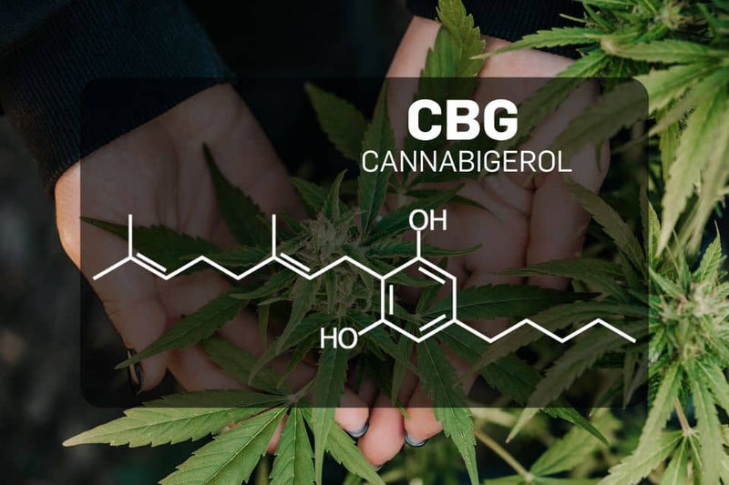 CBG molekylebillede