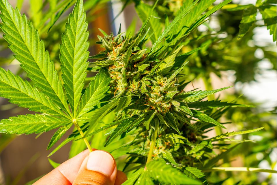 Cannabisplante, der symboliserer 'Entourage-effekten'