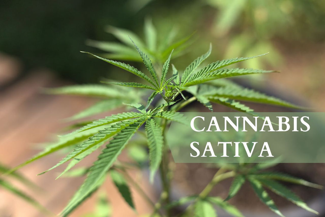 Hvad er Cannabis Sativa?