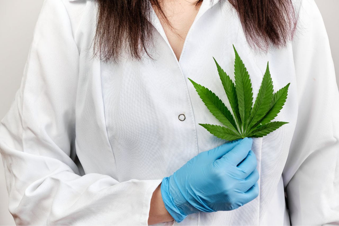 En læge holder et cannabisblad