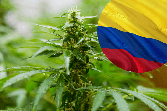 Colombias regler for cannabiseksport