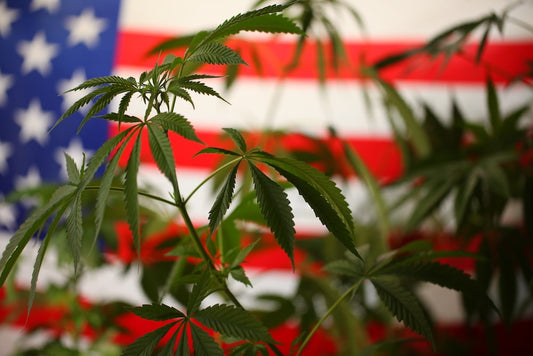 Legalisering af cannabis i USA