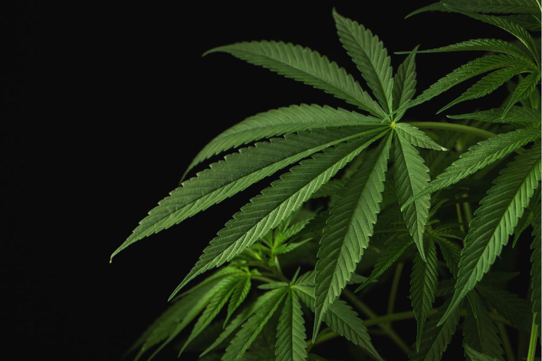 Cannabisblade