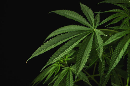 Cannabisblade