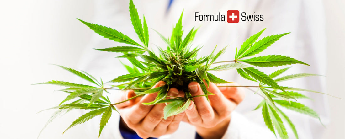 EU tilføjer Cannabis Sativa-rodekstrakt til CosIng-databasen