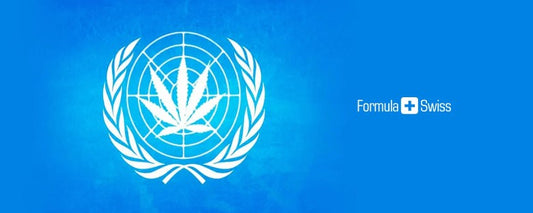 FN-panel udgiver første gennemgang nogensinde af marihuana