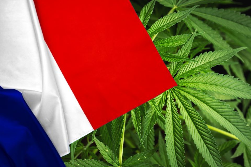 Frankrigs flag foran cannabisblade