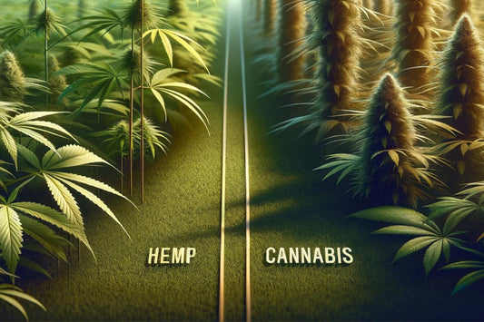 Hamp vs. cannabis