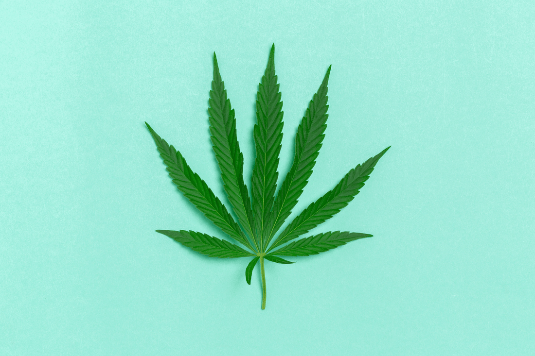 Hvad er cannabis?