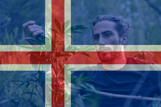 Island foreslår pilotprojekt med medicinsk cannabis