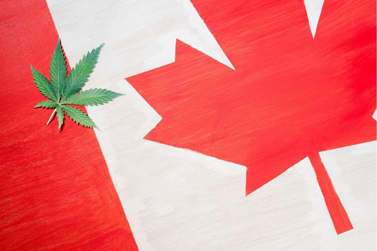 Cannabisblad på canadisk flag