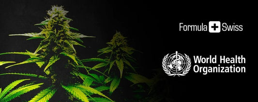 Verdenssundhedsorganisationen annoncerer historiske ændringer i cannabisplanlægningen
