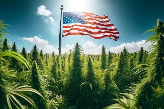 Vifter med det amerikanske flag i en cannabismark