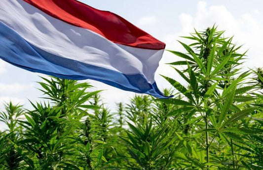 Hollandsk flag i en cannabismark