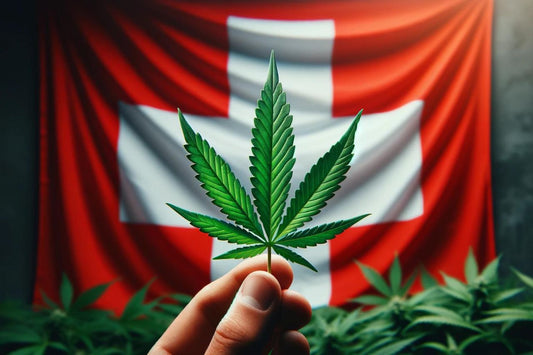 Cannabisblad i det schweiziske flag