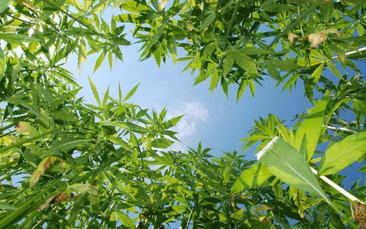 Planter som indeholder cannabinoider
