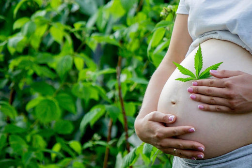 gravid mave med cannabisblad