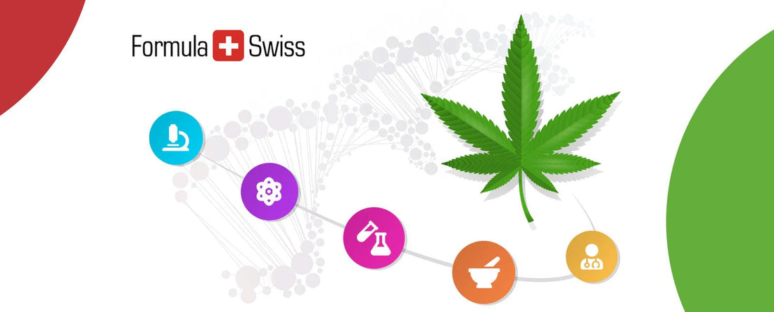 Hollandske forskere samarbejder med schweizisk cannabisfirma