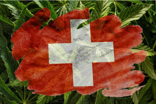 Schweizisk flag med cannabisplante på baggrunden