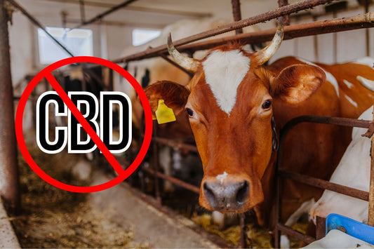 Forbyd CBD-tegn på en mælkebedrift