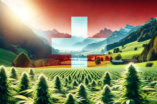 Cannabis-farm i Schweiz