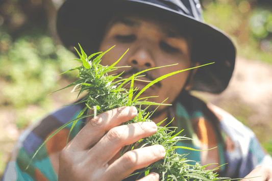 Thailands legalisering af cannabis