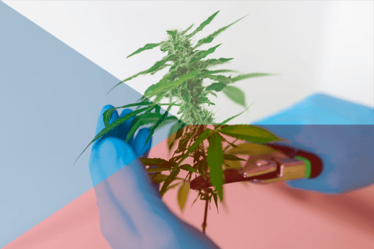 Tjekkisk legalisering af cannabis