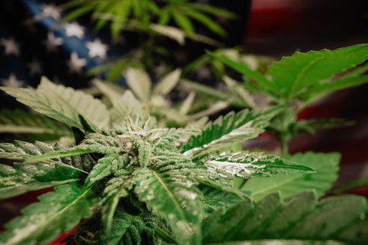 Cannabisplante foran det amerikanske flag
