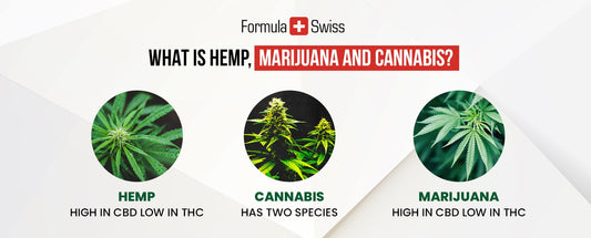 Hvad er hamp, marihuana og cannabis? 