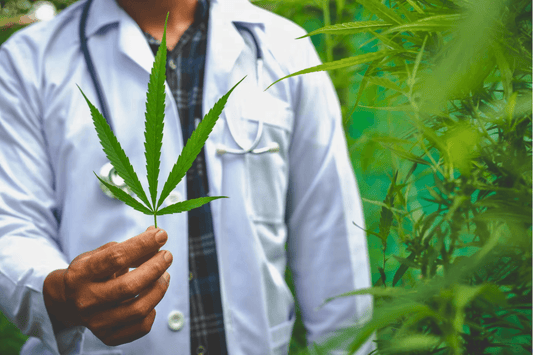 Zürich lancerer cannabisundersøgelse "Züri Can": Et skridt i retning af en moderne narkotikapolitik
