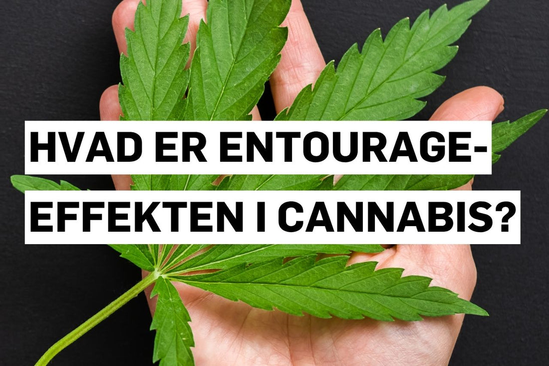 Hvad er Entourage-effekten i cannabis?